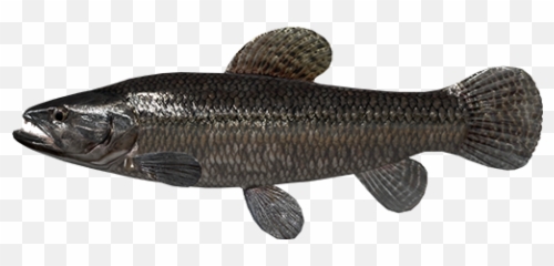 Welcome To The River Marron Bolivia - General Discussion Fishing Planet Predator Carp Fish Emoji,Fishing Emoticons Free
