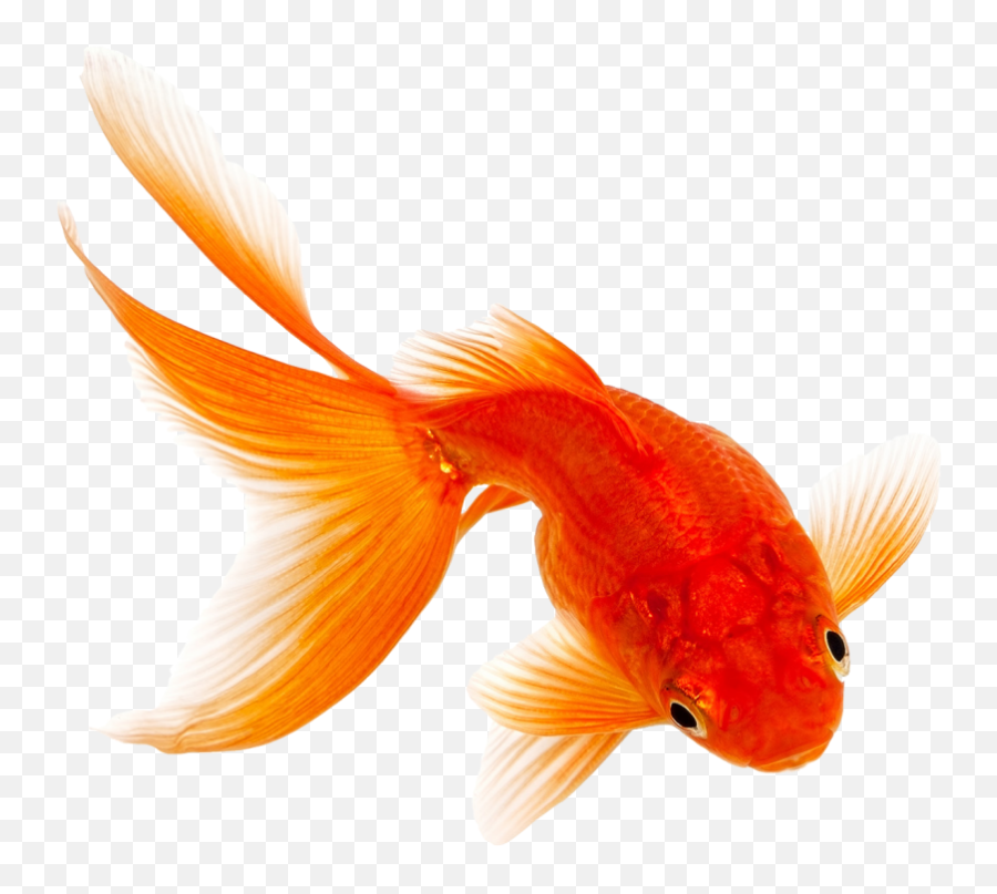 Comet Fantail Siamese Fighting Fish Pet - Transparent Transparent Background Orange Fish Png Emoji,Comet Emoji
