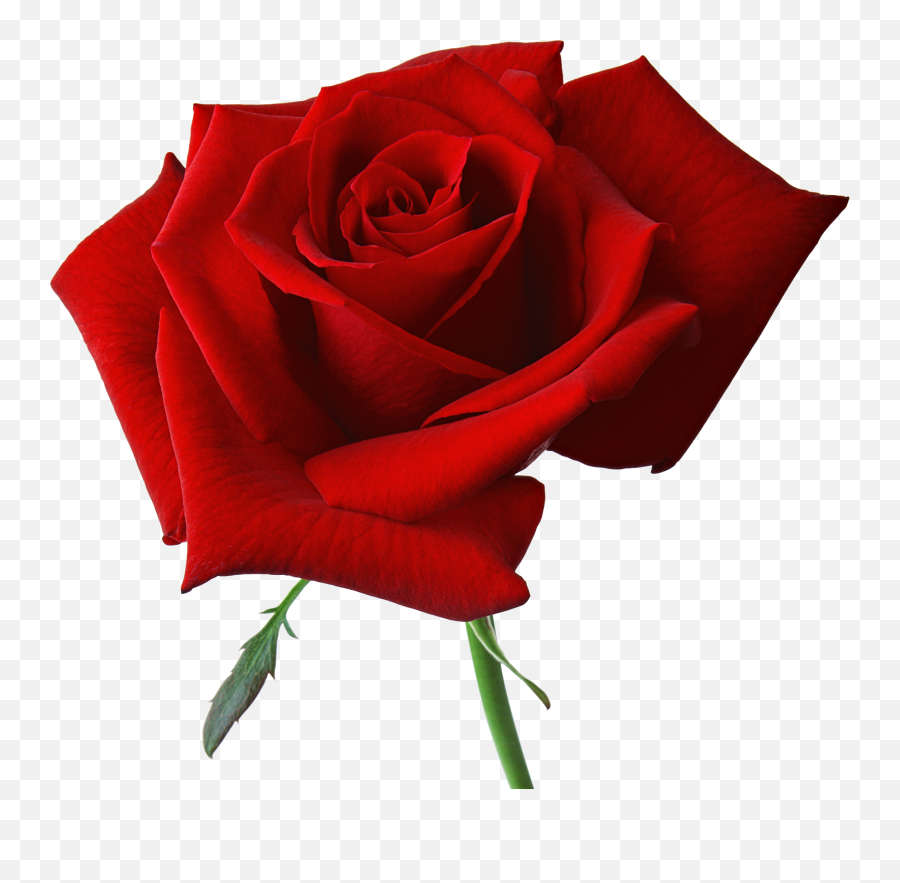 Download Rose Free Png Transparent Image And Clipart - Red Rose Png Transparent Emoji,Wilted Rose Emoji