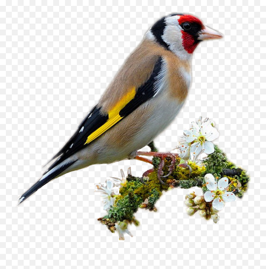 Popular And Trending - European Goldfinch Emoji,Finch Emoji