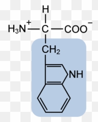 Functional Group Is In Tryptophan Emoji,Silla Ligera Emotion