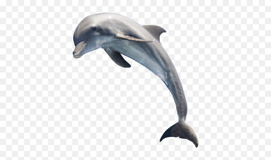 Cetacea - Transparent Dolphin Png Emoji,Emoji The Guess Killer Whale