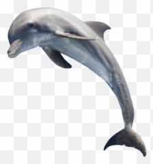 Cetacea - Transparent Dolphin Png Emoji,Emoji The Guess Killer Whale