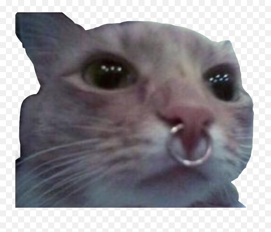 Sadcat Cat Meme Sticker Domestic Cat Emoji Sad Cat Meme Emoji Free Emoji Png Images Emojisky Com