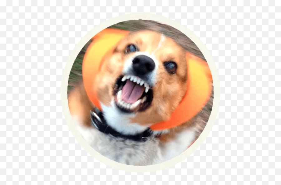 Sticker Maker - Funny Corgi Pathfinder Dire Corgi Emoji,Funny Doge Emojis For Iphone
