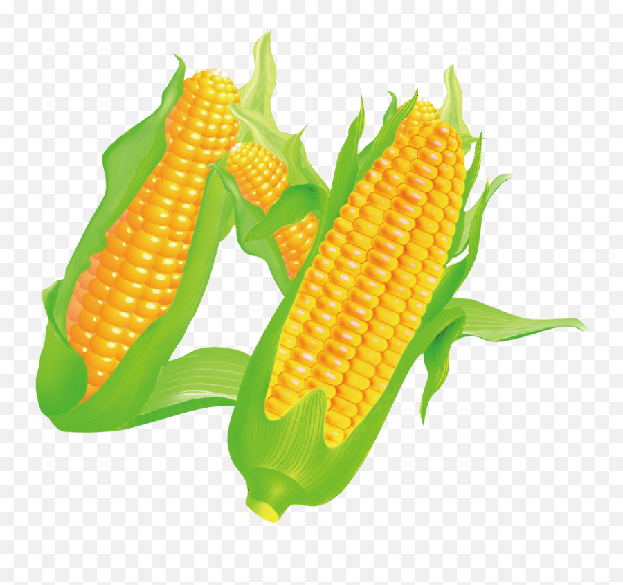 Arquivos Corn Cob Png - Maize Emoji,Corn Cob Emoji