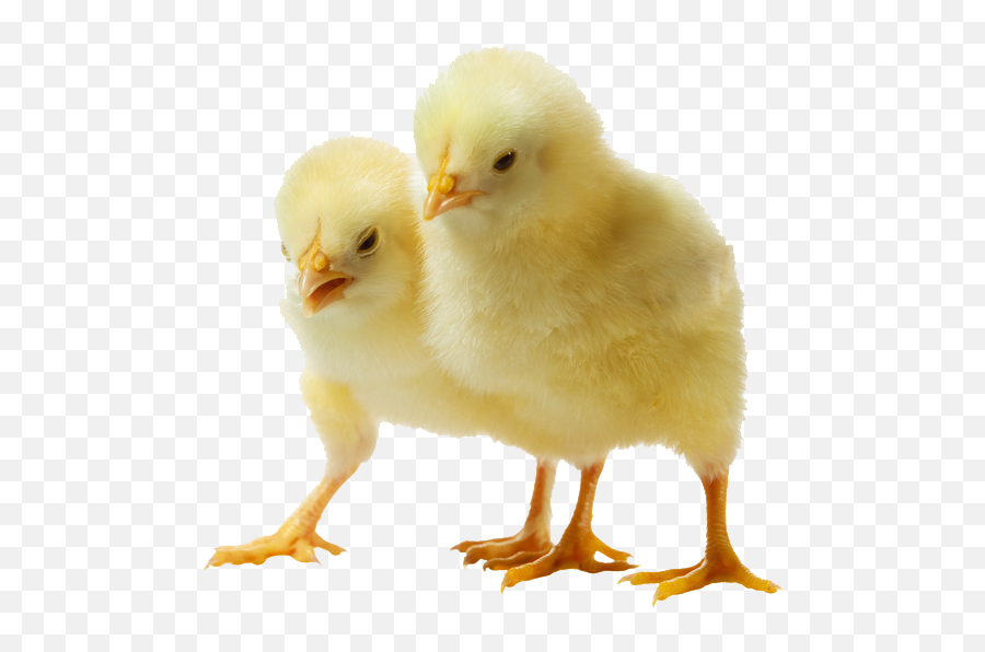 Picture Of Baby Chick Png U0026 Free Picture Of Baby Chickpng - Little Chicken Png Emoji,Baby Chicken Emoji