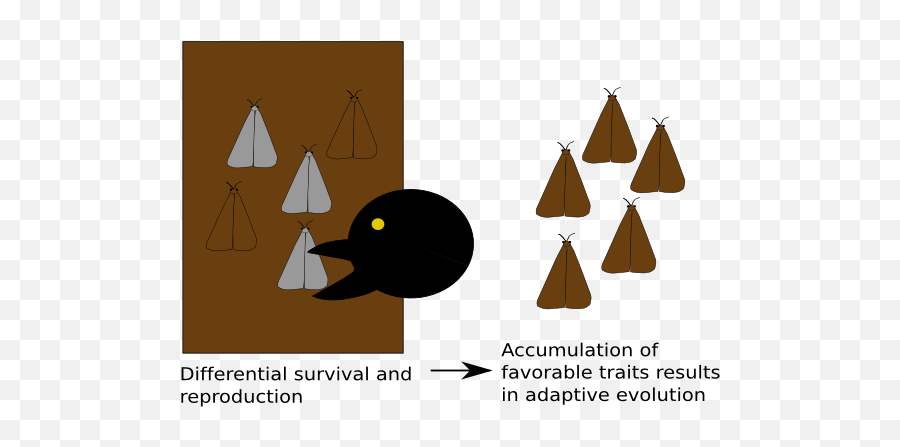 Brachycephalic Airway Obstruction Syndrome Baos And The - Language Emoji,Charles Darwin Emotions