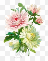 Vintage Floral Botanical Floral Clipart - Transparent Background Floral Design Transparent Background Vintage Clipart Flower Vintage Flowers Png Emoji,Flower Emoji Pillow