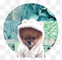Jiffpom Adorable Little Jiff Pom - Dog Clothes Emoji,Jiff Emoji