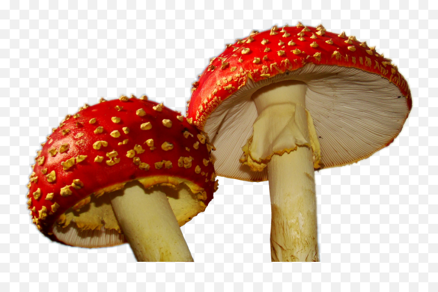Mushroom Mushrooms 1up Sticker By Grossmajik Studios - Mushroom Aesthetic Emoji,Mushrooms Emoji