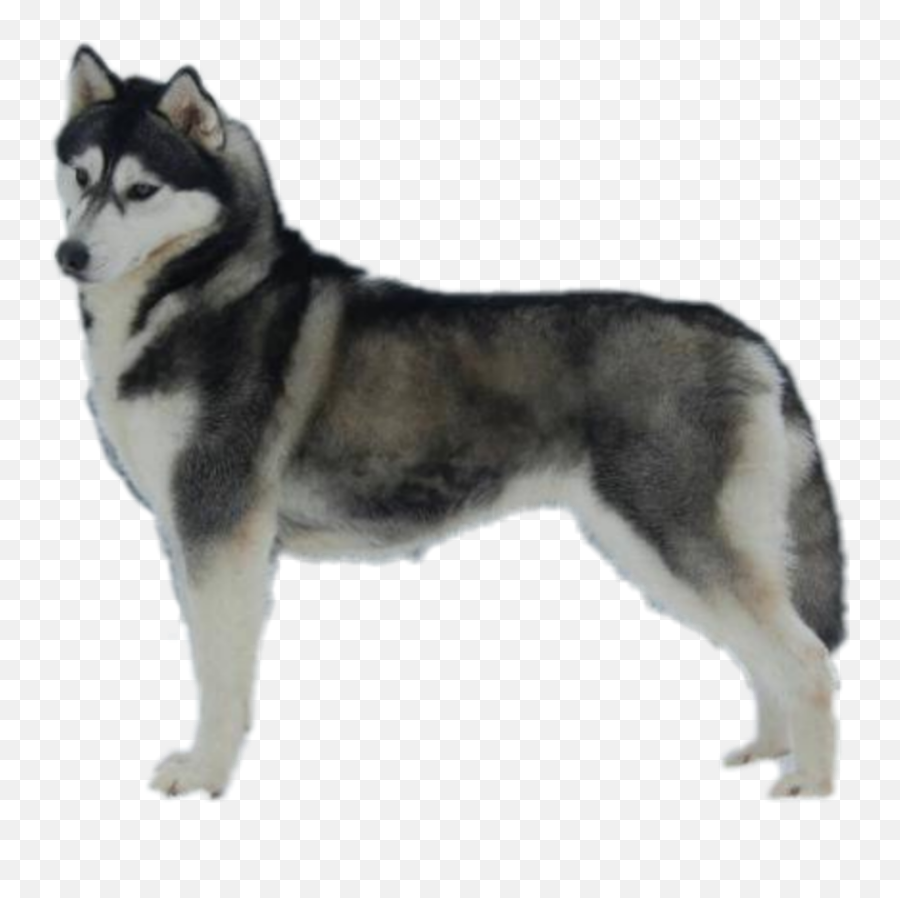 Dogshow Husky Siberianhusky Sticker By Blackbadgirl7 - Northern Breed Group Emoji,Siberian Husky Emoji