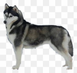 Dogshow Husky Siberianhusky Sticker By Blackbadgirl7 - Northern Breed Group Emoji,Siberian Husky Emoji