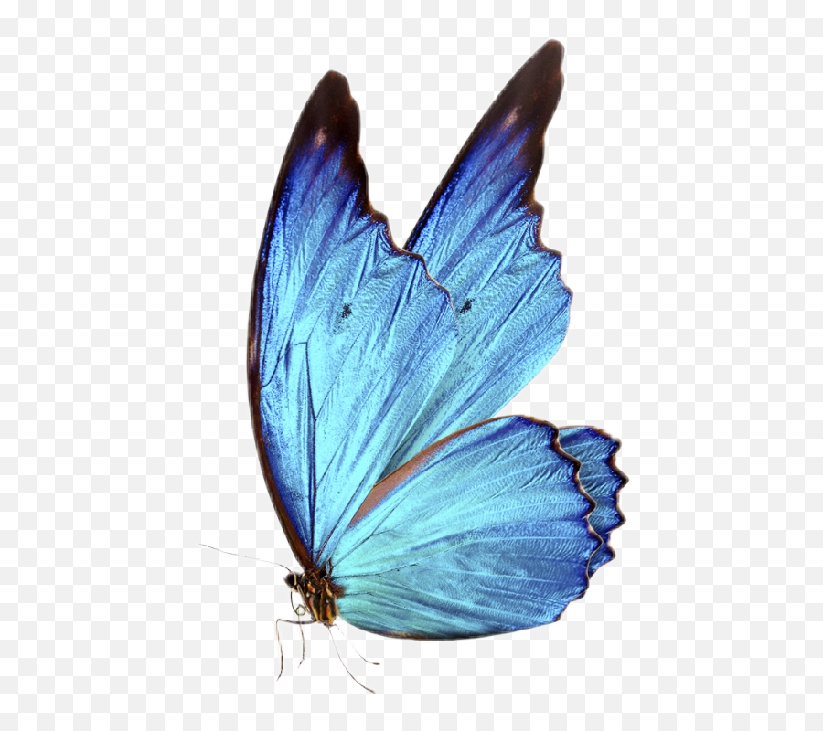 Picsart Photo Studio Blue Morpho Butterfly Blue Butterfly - Real Butterfly Png Blue Emoji,Butterfly Emoji Png