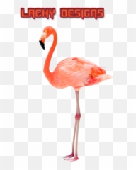 Flamingo Psd Official Psds - Flamingo Emoji,Flamingo Emoji
