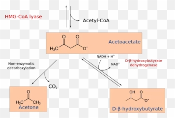 What Are Optimal Blood Glucose Levels For Ketosis - B Hb To Acetoacetate Reaction Emoji,Emotions And How They Affect Type 1 Diabetes Glucose Levels Chart