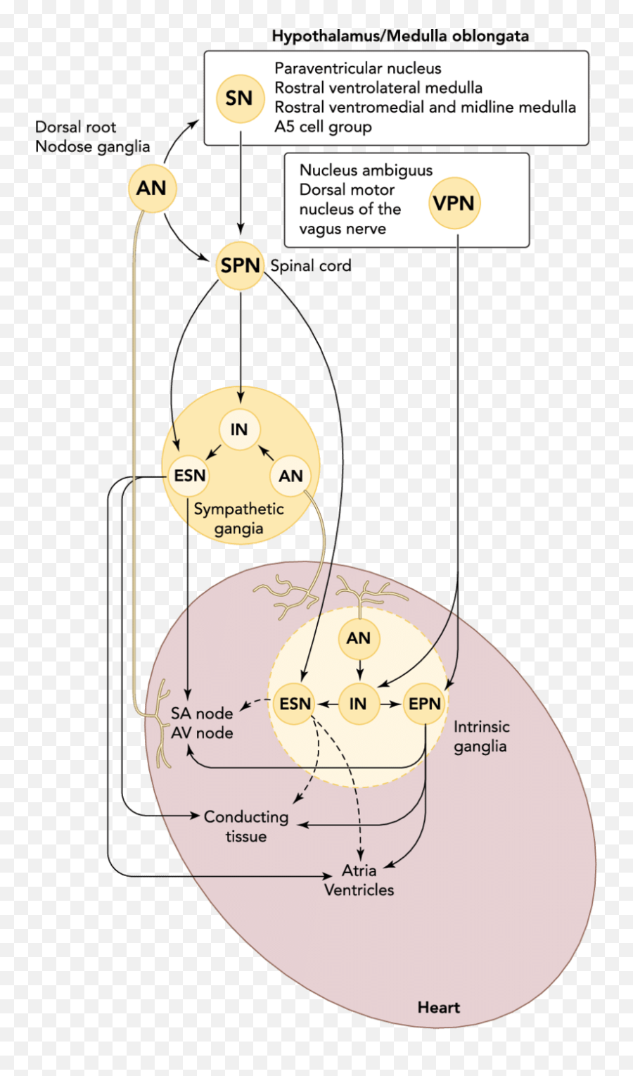 Sensory And Efferent Neural Pathways - Dot Emoji,Miri Responsible For Emotions