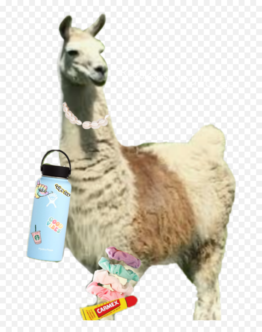 Llama Vsco Sticker - Confectionery Emoji,Llama Emoji