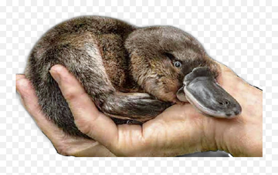 The Most Edited - Wildlife Biologist Emoji,Platypus Emoji