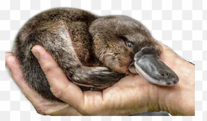 The Most Edited - Wildlife Biologist Emoji,Platypus Emoji