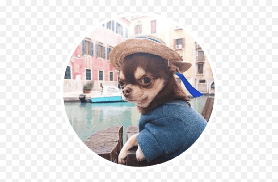 Wholesome Animals Stickers - Live Wa Stickers Emoji,Emoji Dog Hat