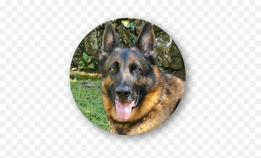 Testimonials U2013 - Old German Shepherd Dog Emoji,German Shepherd Dog Barking Emoticon