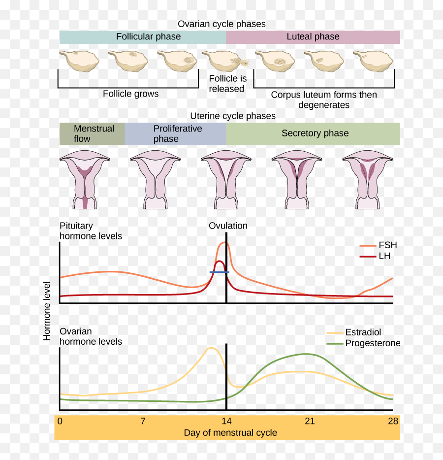 Menstruationfertilitypedia - Plot Emoji,Emotions During Menstrual Cycle