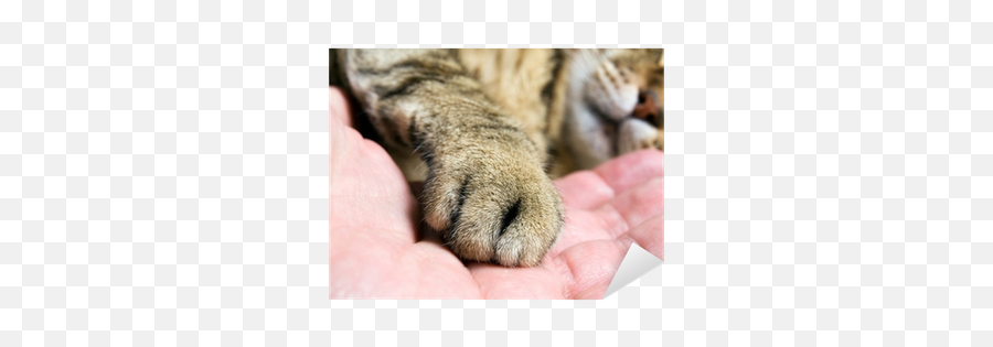 Cat Paw Sticker U2022 Pixers - We Live To Change Emoji,Cat Paws Japanese Emoticon