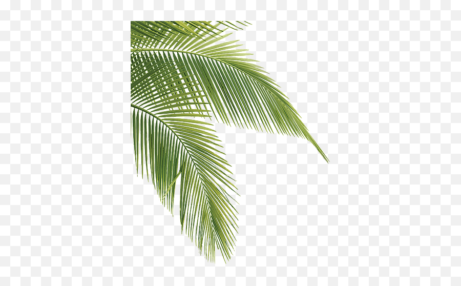Summertime Palm Tree Palmera Sticker - Palms Png Emoji,Palm Tree Drink Emoji