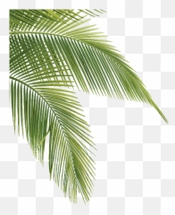Summertime Palm Tree Palmera Sticker - Palms Png Emoji,Palm Tree Drink Emoji