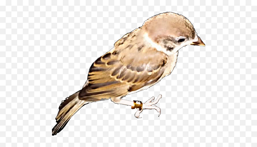 Sparrow Sticker - House Sparrow Emoji,Sparrow Emoji