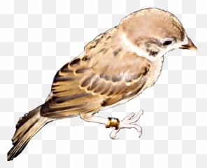 Sparrow Sticker - House Sparrow Emoji,Sparrow Emoji