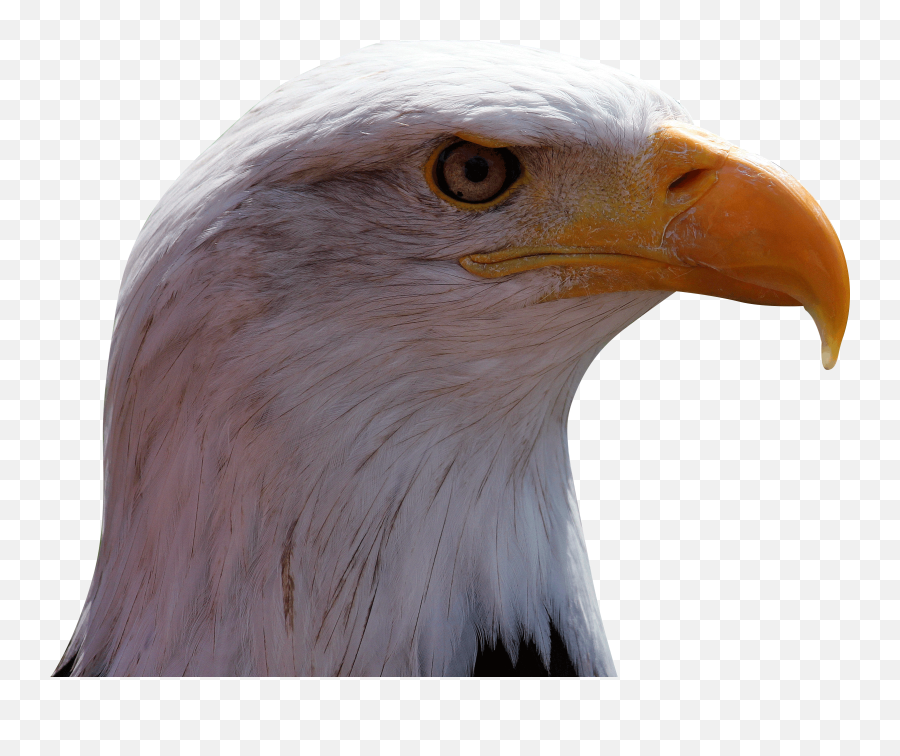 Eagles Logo Emoji,Eagle Emoji