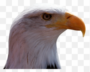 Eagles Logo Emoji,Eagle Emoji