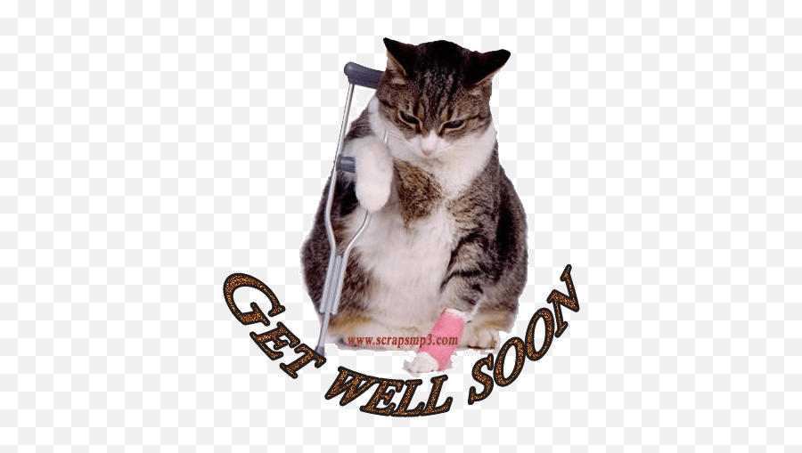 Zonealarm Results - Get Well Soon Cat Transparent Emoji,Get Well Soon N Emoticons