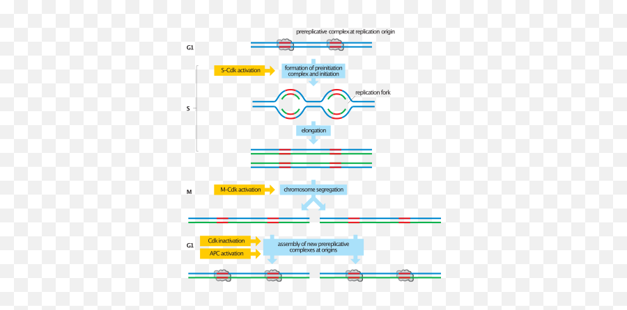 Dna Re - Dna Initiation Emoji,Mitosis In Emojis