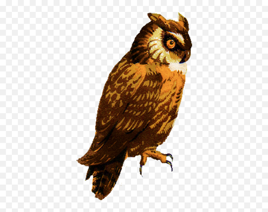 Owl Clip Art - Owl Color Drawing Png Emoji,Owl Emotion Vectors