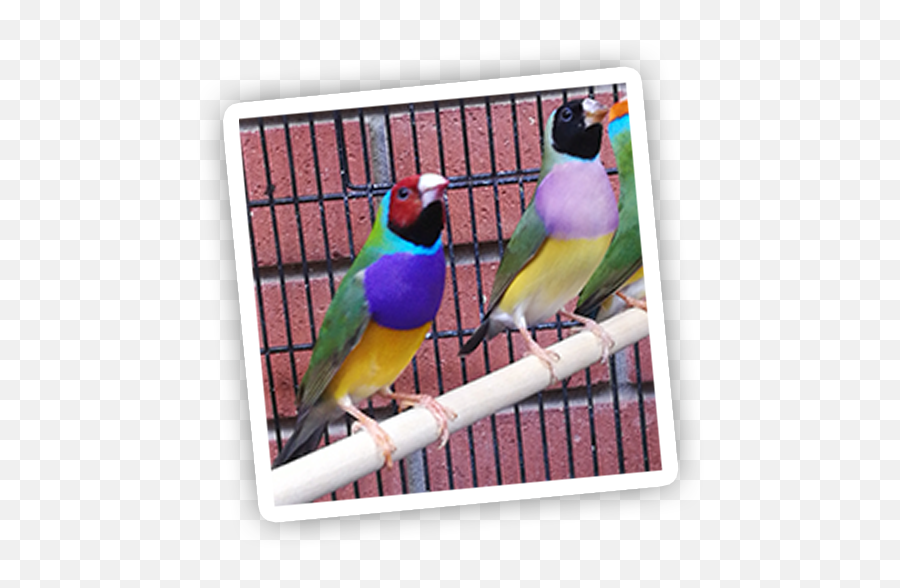 Birds - South Australian Bird Company Gouldian Finch Emoji,Long-billed Corella Smile Emoticon