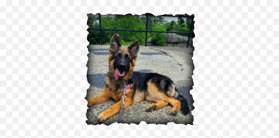 Long Coat German Shepherd Puppies For Sale Long Coat German - 7 Month Long Coat German Shepherd Emoji,German Shepherd Dog Barking Emoticon