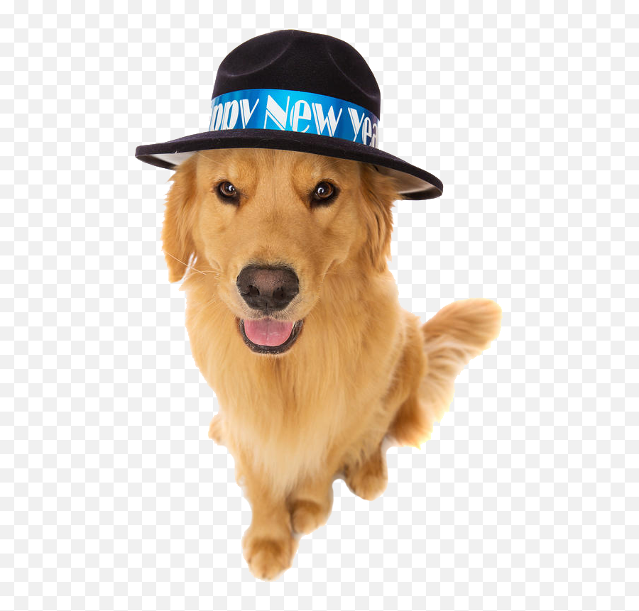 Segd Author At Southeastern Guide Dogs - Page 8 Of 16 Dog New Years Hat Emoji,Dogs Emotions