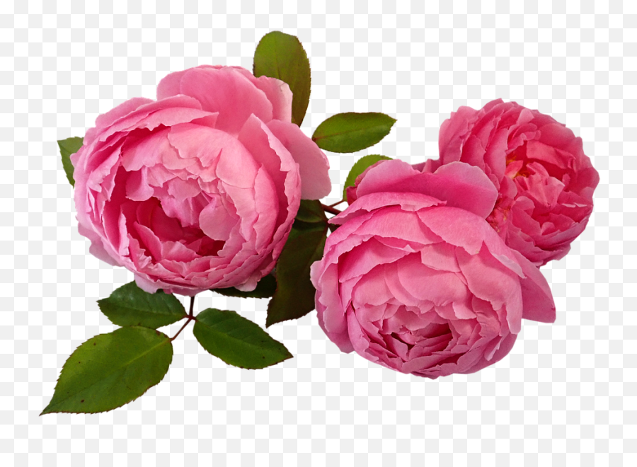 Pink Roses Plant - Garden Roses Emoji,Pink Pepper Emotions