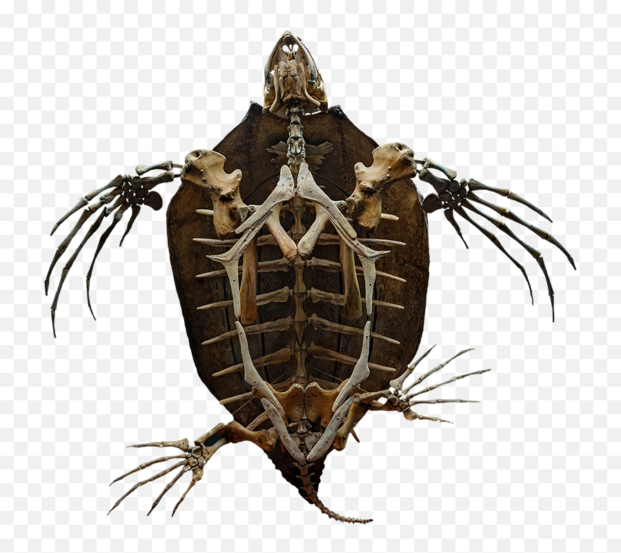 Bone Hall Smithsonian National Museum Of Natural History Emoji,How To Make A Turtle Emoticon On Facebook