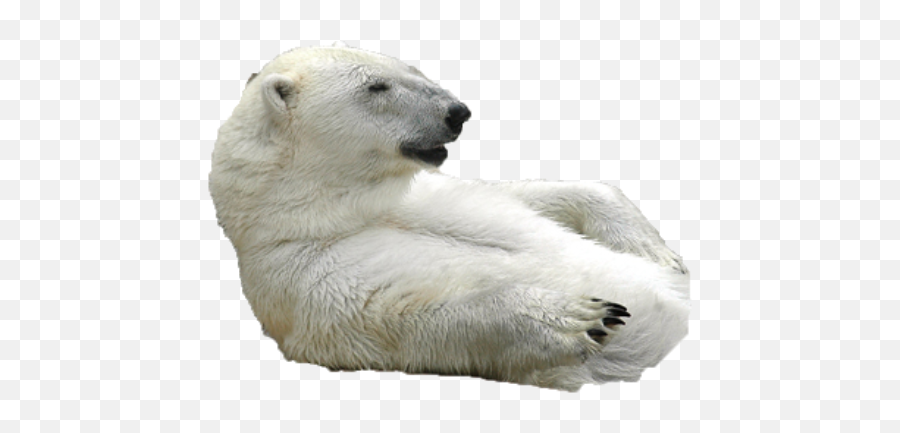 Bear Emojis - Discord Emoji Polar Bear Discord Emoji,Black Bear Emoji