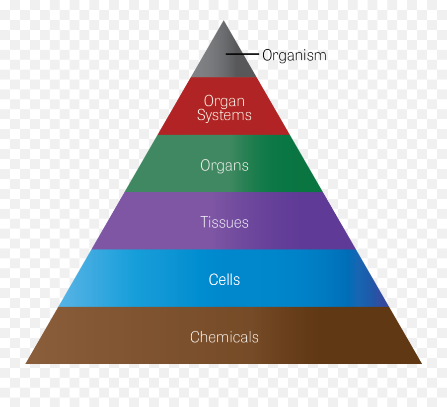 Toxtutor - Organ Systems And Organs Vertical Emoji,Guess The Emoji Level 11answers