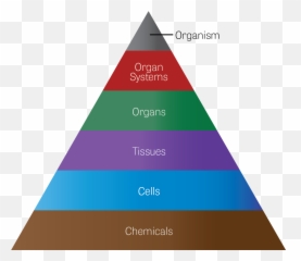 Toxtutor - Organ Systems And Organs Vertical Emoji,Guess The Emoji Level 11answers