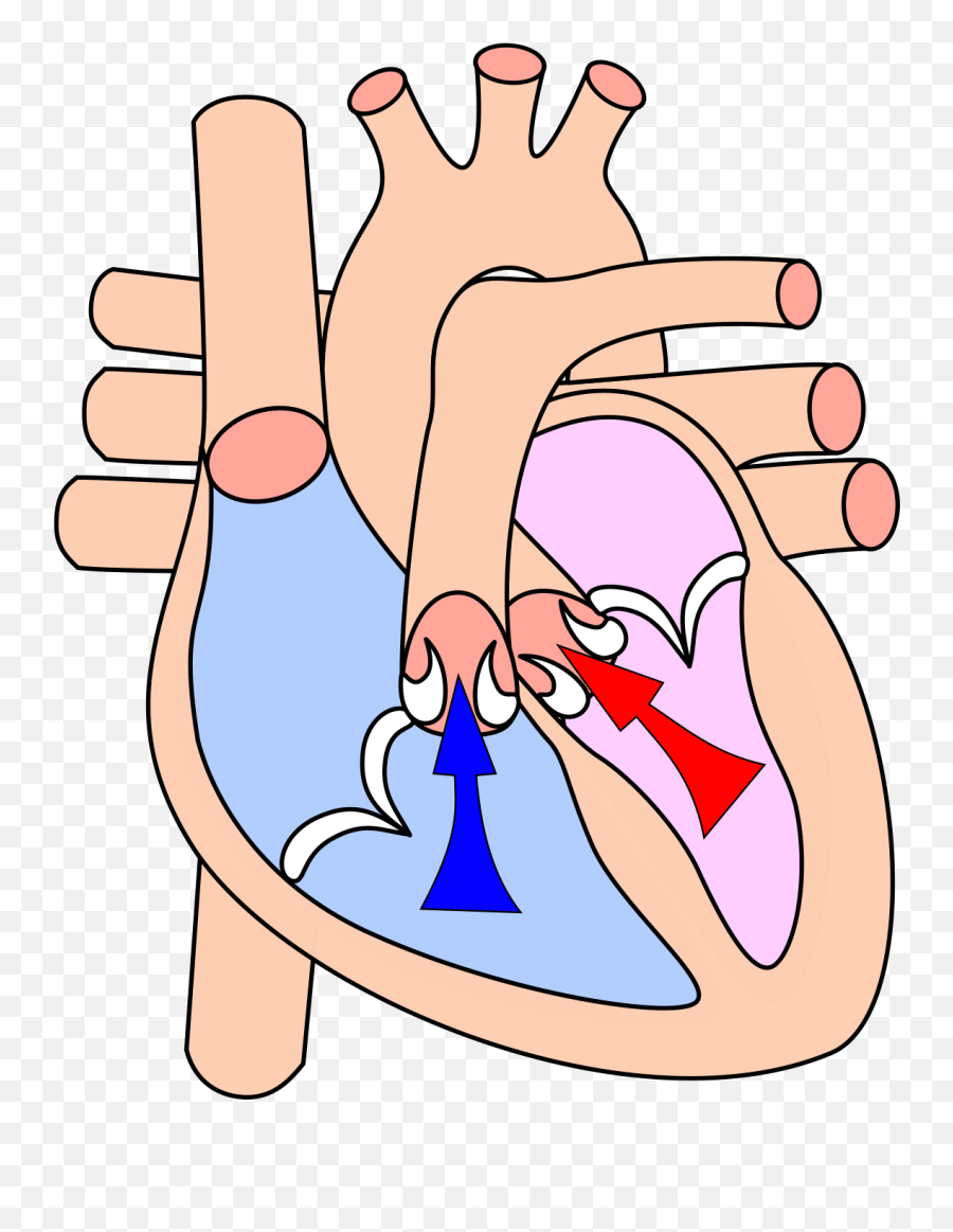 Systole - Sistole Ventricular Emoji,Emotion Code Heart Wall Flow Chart