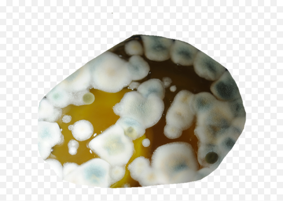 Mold Rotting Rotten Goth Weird Sticker - Yeast In Food Spoilage Emoji,Mold Emoji