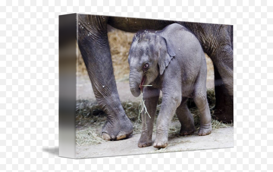 Baby Elephant Beco At Columbus Zoo - Picture Frame Emoji,Elepahnt Model Emotion