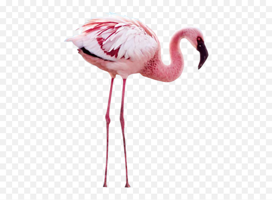 Flamingo Psd Official Psds - Wing Mystery Of The Flamingos Emoji,Flamingo Emoji