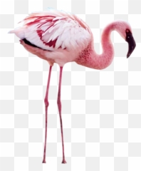 Flamingo Psd Official Psds - Wing Mystery Of The Flamingos Emoji,Flamingo Emoji